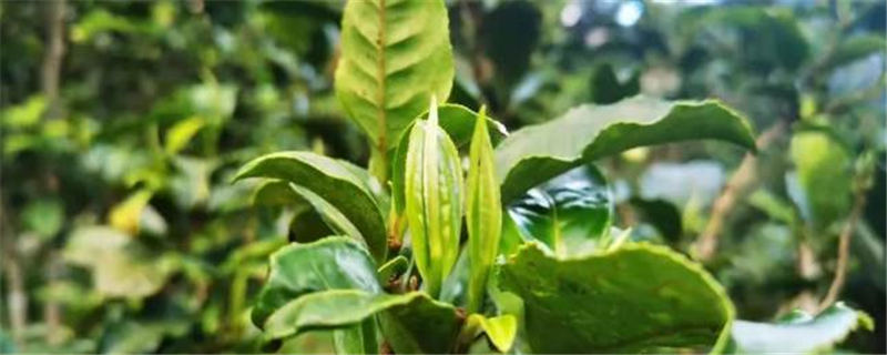有关于云南双江茶区春茶开秤 不到一个小时完成春茶交易1吨的信息