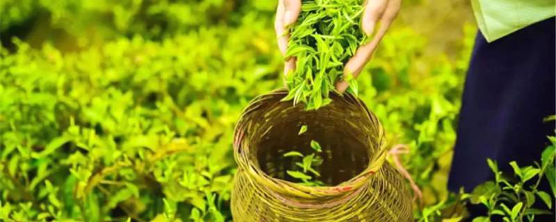 关于贵州：茶，“鲜”从何来？万达丹寨茶园的茶滴滴香浓的最新信息