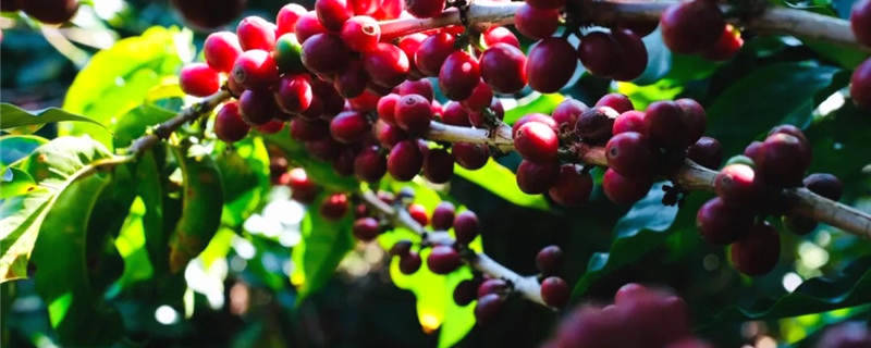 有关于《中欧地理标志协定》生效 云南4个地标纳入互认互保范围的热门新闻