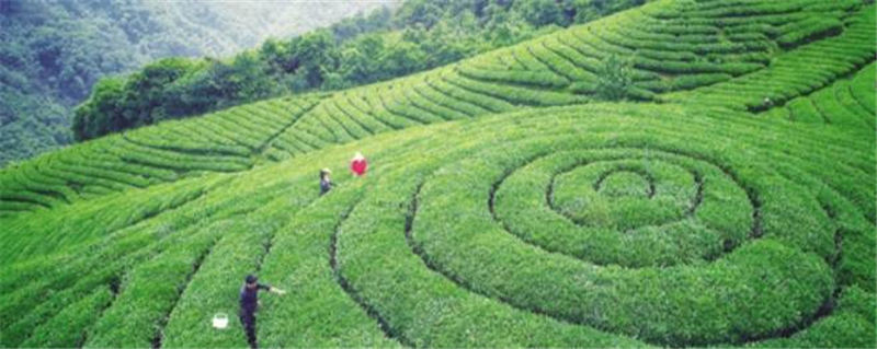 有关于新昌县成立大佛龙井研究院,提升大佛龙井竞争力!的最新信息