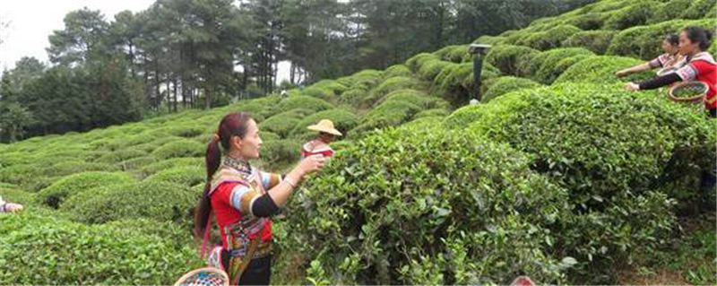 关于红河元阳：茶园进入最佳采摘期 茶农忙采明前第一波春茶的资讯