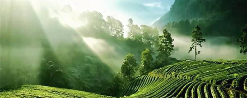 有关于四川广元：旺苍米仓山新茶上市，黄茶每斤卖到8800元！的新闻