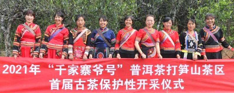 有关于镇沅：“千家寨爷号”普洱茶 “四爷”打笋山茶区开采的最新信息