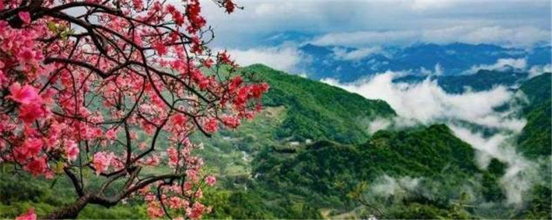 有关于片片茶叶成脱贫致富“金叶” 美丽茶村香飘振兴路的热门信息