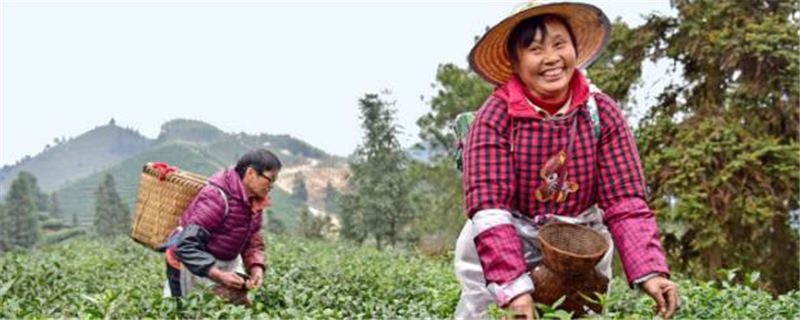 有关于富硒茶园茶树长势喜人 预计春茶毛茶产量680吨的信息