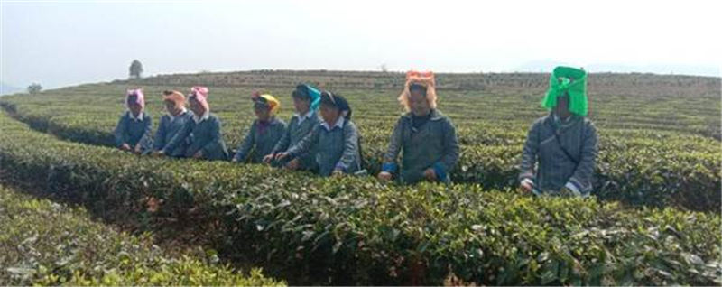 关于红河三村乡：三月春茶闹早市 四方茶商聚三村的最新资讯