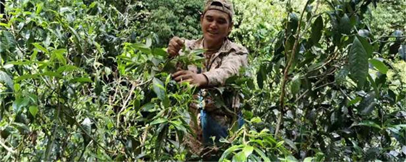 关于南糯山半坡老寨：寨因茶而兴、民因茶而富的热门消息
