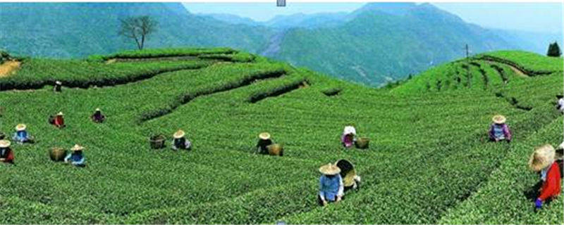 关于新华每日电讯：百年“坦洋工夫”，富民再显“功夫”的热门消息