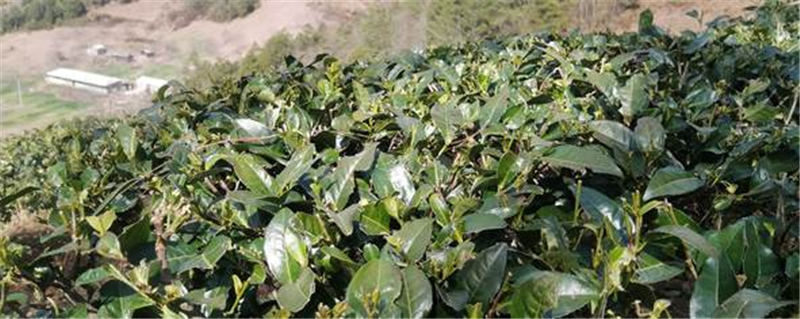 有关于云南永平：2020年全乡茶叶种植面积达4200多亩的热门新闻