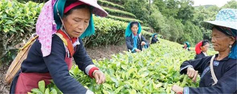 有关于云南红河县：千里云飘红河红，万顷茶山滇红秀的热门信息