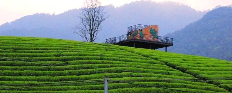 关于柯桥区平水镇平阳村的千亩茶园美丽春茶，含苞待采的消息