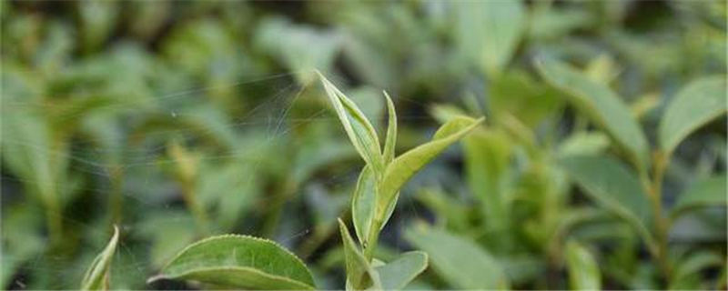 关于福建出台十条措施加强茶产业职业技能提升的热门消息