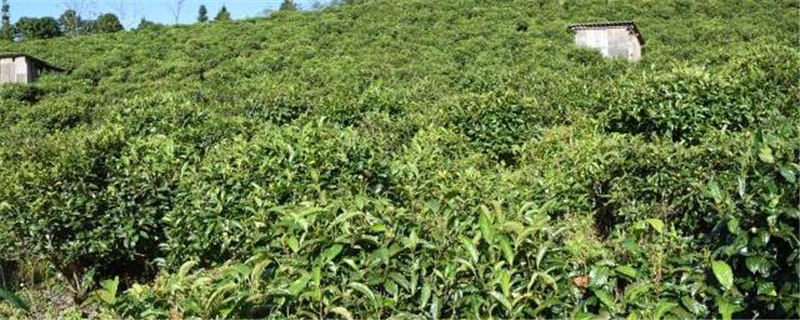 有关于“十四五”云茶要如何发展？ 努力实现产业综合产值翻番的最新信息