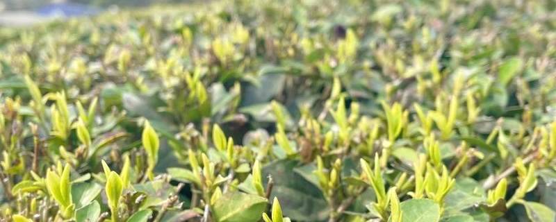 有关于新春喜报：2021恩施硒茶春茶开称啦！的最新资讯