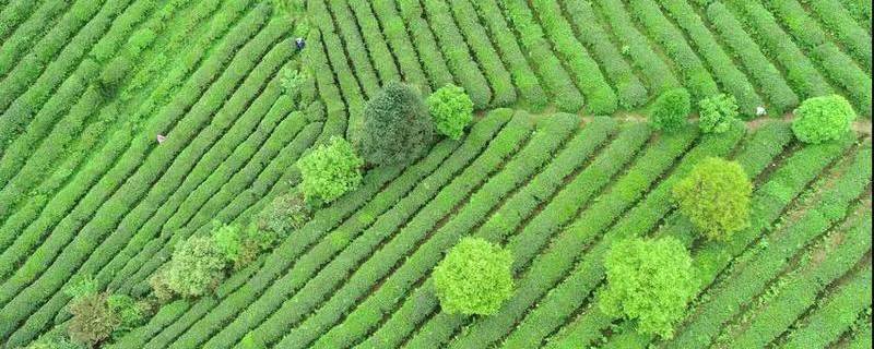 有关于人民网镜头下的贵州丹寨：茶产业融合发展助力乡村振兴的热门资讯