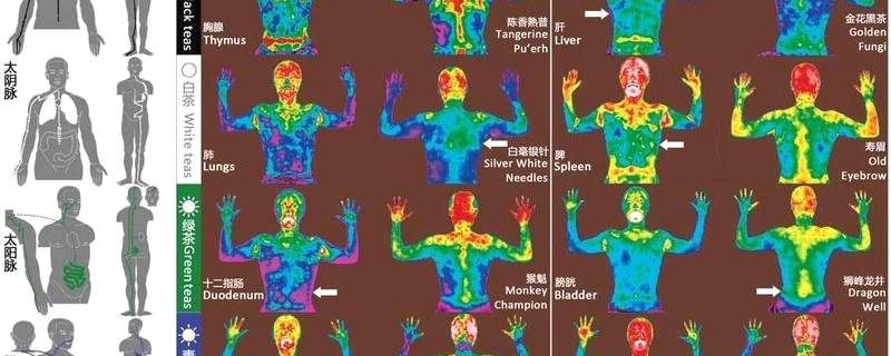 关于复旦大学借助茶，让世界“看清”中医经络的热门新闻