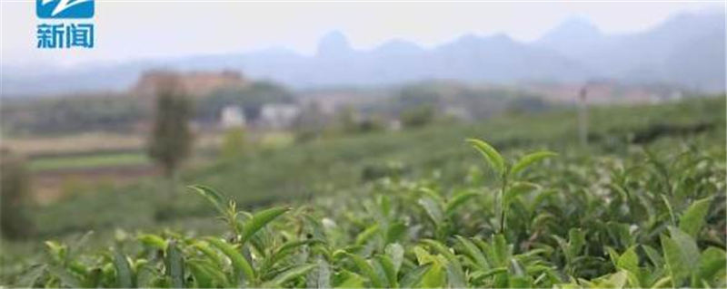 有关于 3000元一斤的浙江西湖龙井上市了 的资讯