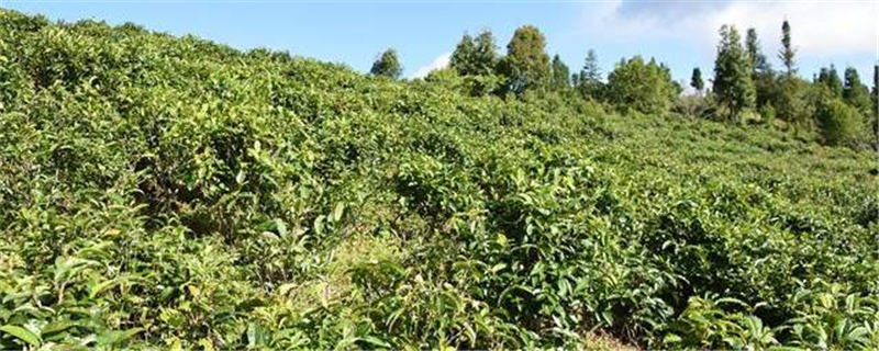 有关于广南石山农场春茶产量预计可达74万公斤的热门消息