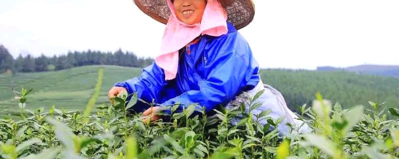 有关于贵州黎平：春茶黄金档，媒体喜帮忙（组图）的热门新闻