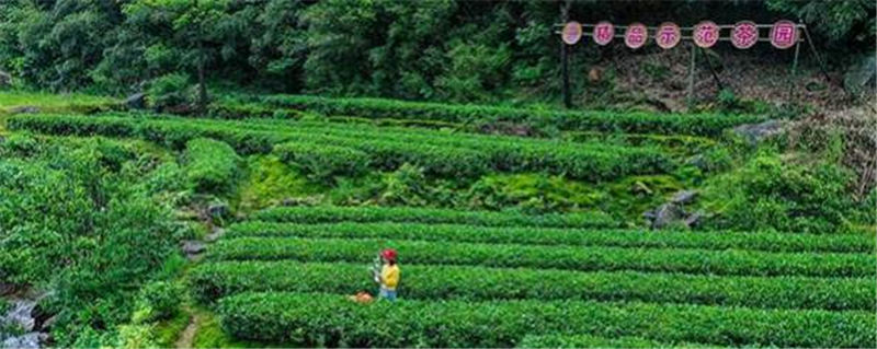 有关于南岳云雾茶精品示范基地授牌仪式暨怡绿茶业“智慧茶园”开通仪式举行的最新资讯