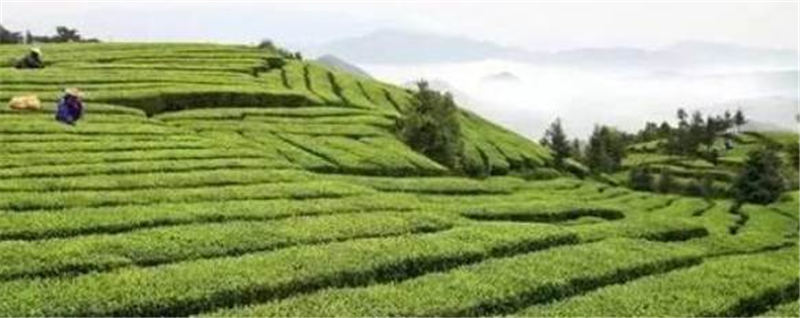 关于努力打造中国黄茶之乡 推动茶产业跨越式发展的资讯