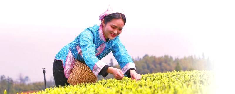 有关于【10+3产业发展·川茶】纳溪如何种出百亿元“特早茶”的消息