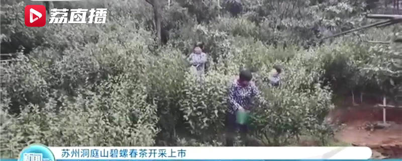 关于一杯明前碧螺春 品味江南好春光 苏州洞庭山碧螺春茶开采上市的新闻