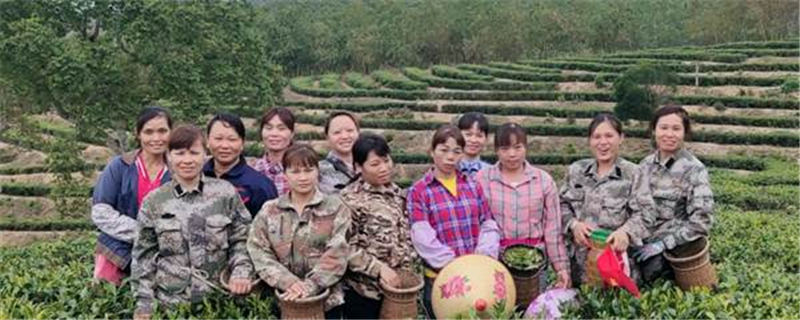 关于海南茶界：扶贫路上茶香飘，苗族巾帼绽芳华的信息
