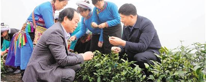 有关于浙江向三省五县捐献的“白叶一号”茶进入全面开采期的最新信息