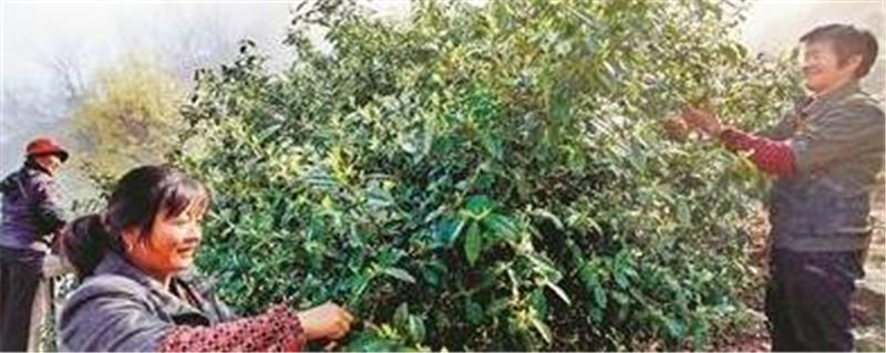 关于千岛湖鸠坑茶启动中国重要农业文化遗产申报的信息