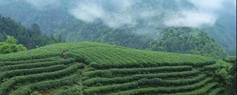 关于开化县全面进击“顶级茶”市场推动高端茶品质、溢价、销量“三提升”的新闻