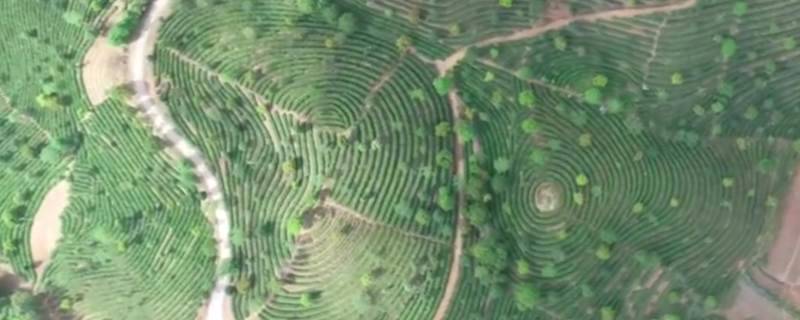 关于普洱市思茅港镇：茶树正露尖尖芽，早春时节把茶采，茨竹林村喜迎春茶采摘的资讯