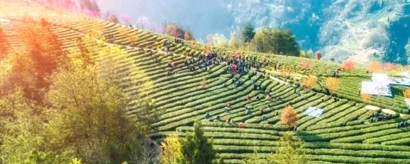 有关于紫阳富硒茶6项陕西省地方标准修订成功发布的信息