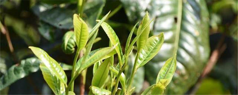 有关于推动茶产业高质量发展 茶产业创新发展座谈会在京举行的热门信息