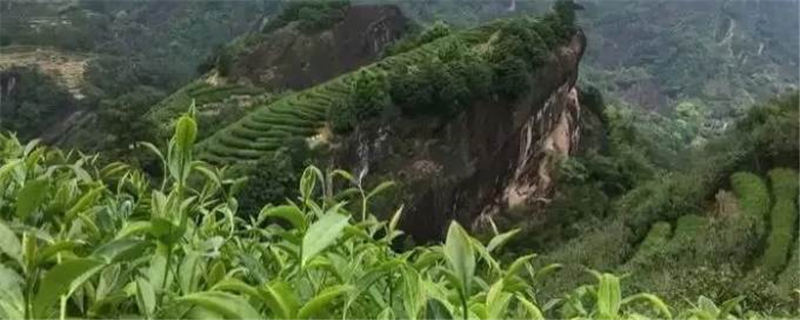 有关于从万里茶道到中欧班列 福建武夷茶再拓全球市场的信息