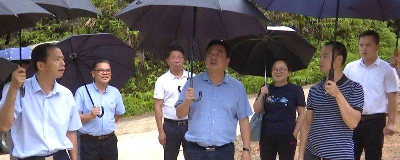 关于全面激发茶产业发展活力，市人大常委会调研组到苍梧县开展茶产业发展专题调研的最新信息