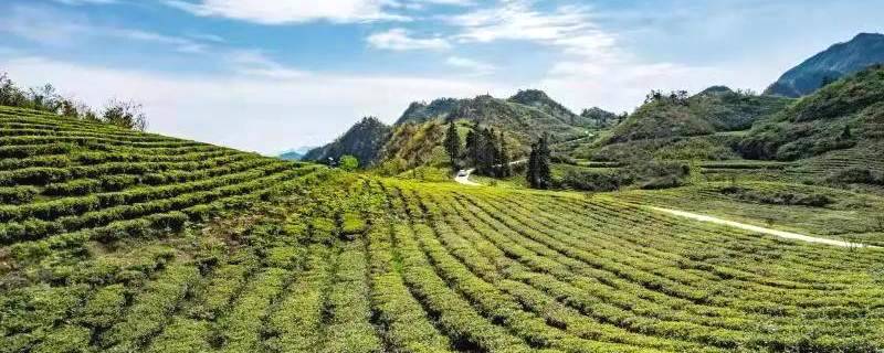 关于“晒怏焙干”，打造张家界又一闪亮名片——桑植白茶的热门资讯