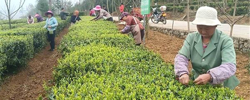 关于贵州兴义：春茶飘香采摘忙 茶农增收笑开颜 的资讯