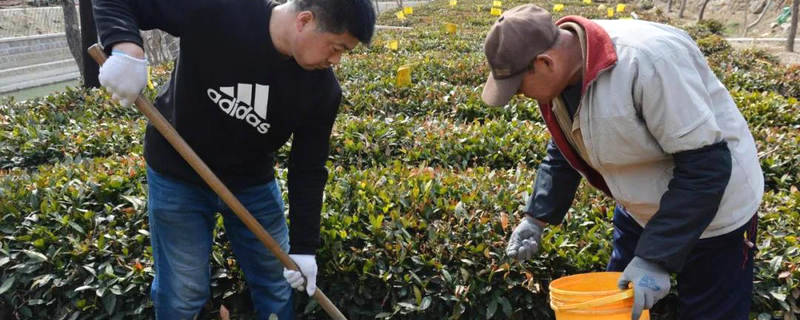 有关于青岛崂山茶园人勤春来早，茶农田间忙管理的热门资讯
