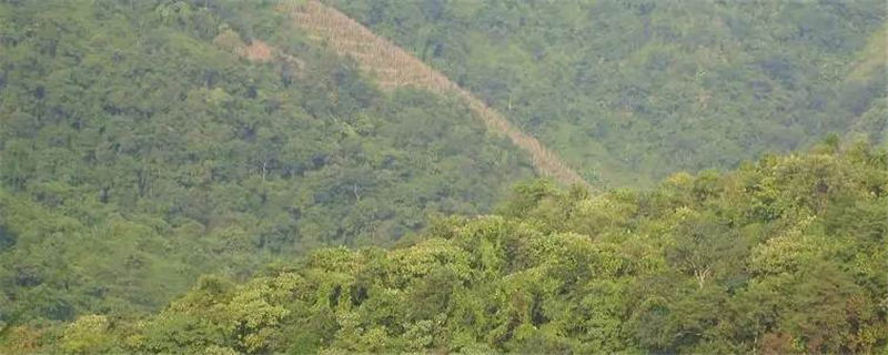 有关于勐腊瑶区乡发展茶产业 有效促进当地群众增收的消息