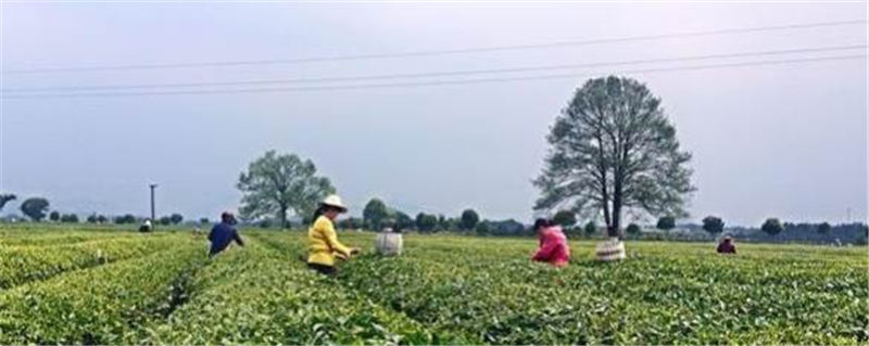 关于金井茶业春茶提前20天采 茶园预增产10%以上的热门新闻