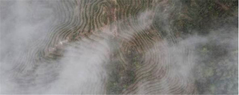 关于南岳1.08万亩茶园第一批春茶采摘时节的消息