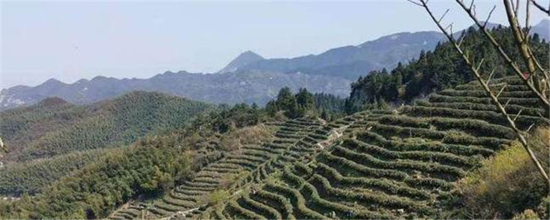 有关于南岳区十里茶乡 干茶产值达7000余万元的资讯