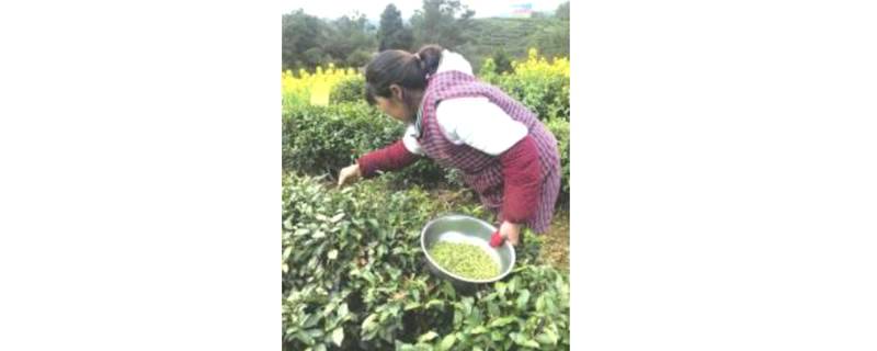 有关于打破绿茶一统天下 四川老茶区做出新特色的热门新闻