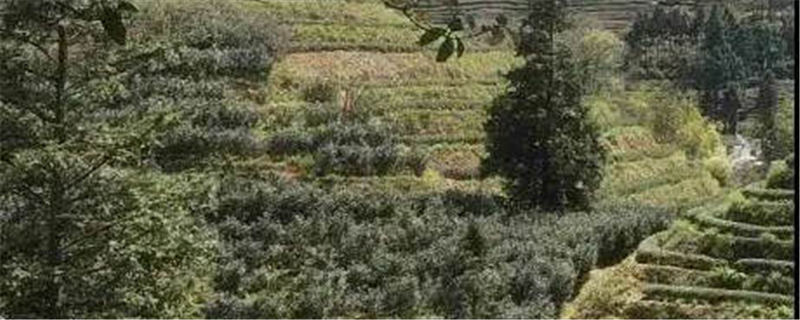 有关于无人机播撒捕食螨 助福建武夷山茶园绿色防控的信息