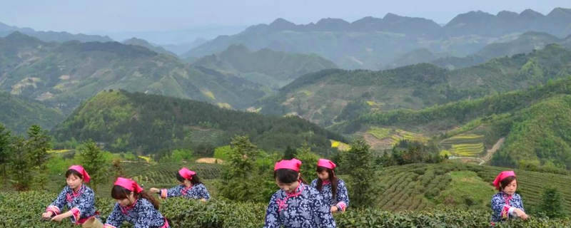 有关于汉中仙毫 漆树坝镇：小小茶叶托起振兴梦的最新消息