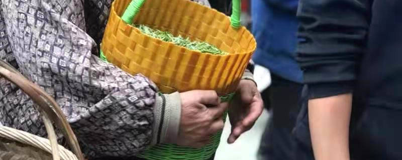 关于福鼎：鹳鸟山白茶全方位扶持茶农 助力乡村振兴的信息