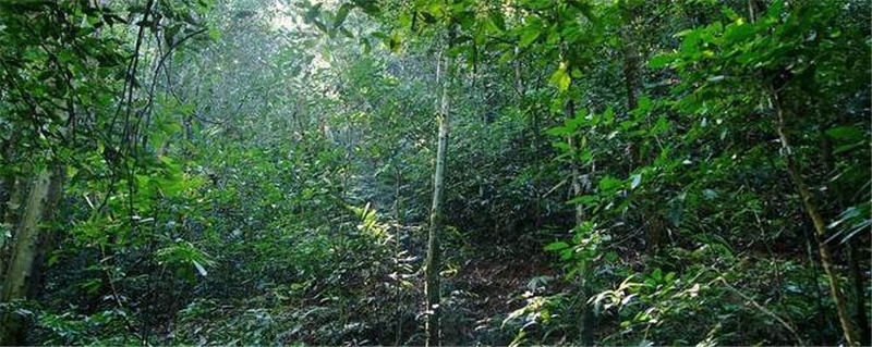 关于勐海县布朗山乡出现毁林种茶乱象 当地采取强力措的最新消息