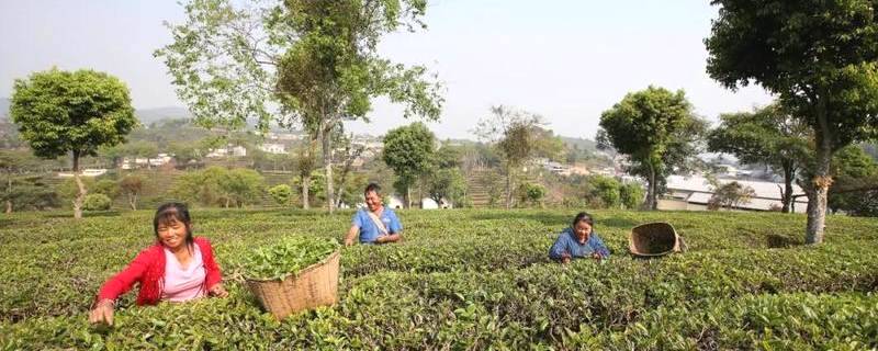 关于春茶抢“鲜”一步，普洱各地“明前茶”开采的热门信息