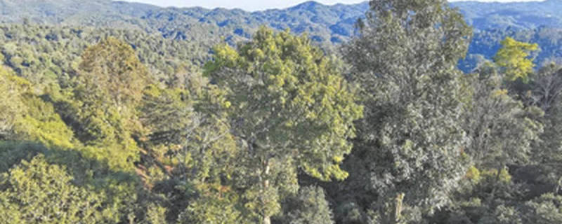 关于人民日报调查聚焦：是什么让云南西双版纳种茶毁林事件频发？的最新资讯